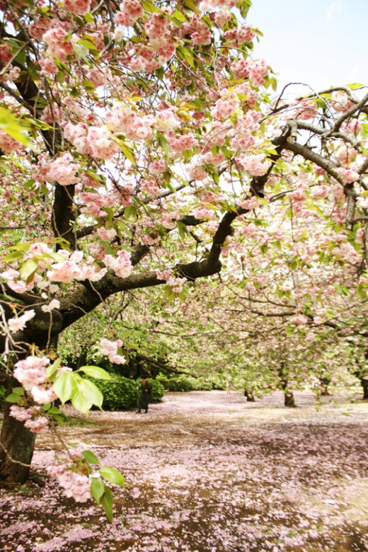 sakura-12-520x780 sakura-12-520x780